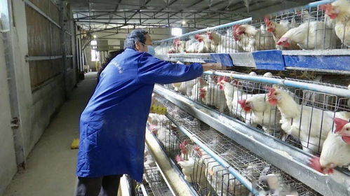 月銷售額20萬,喜頭蛋雞養殖基地孵出 發財蛋